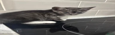 British Longhair 6