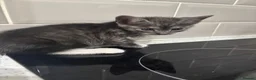 British Longhair cats for sale: British longhair  in Bristol - Advert 9