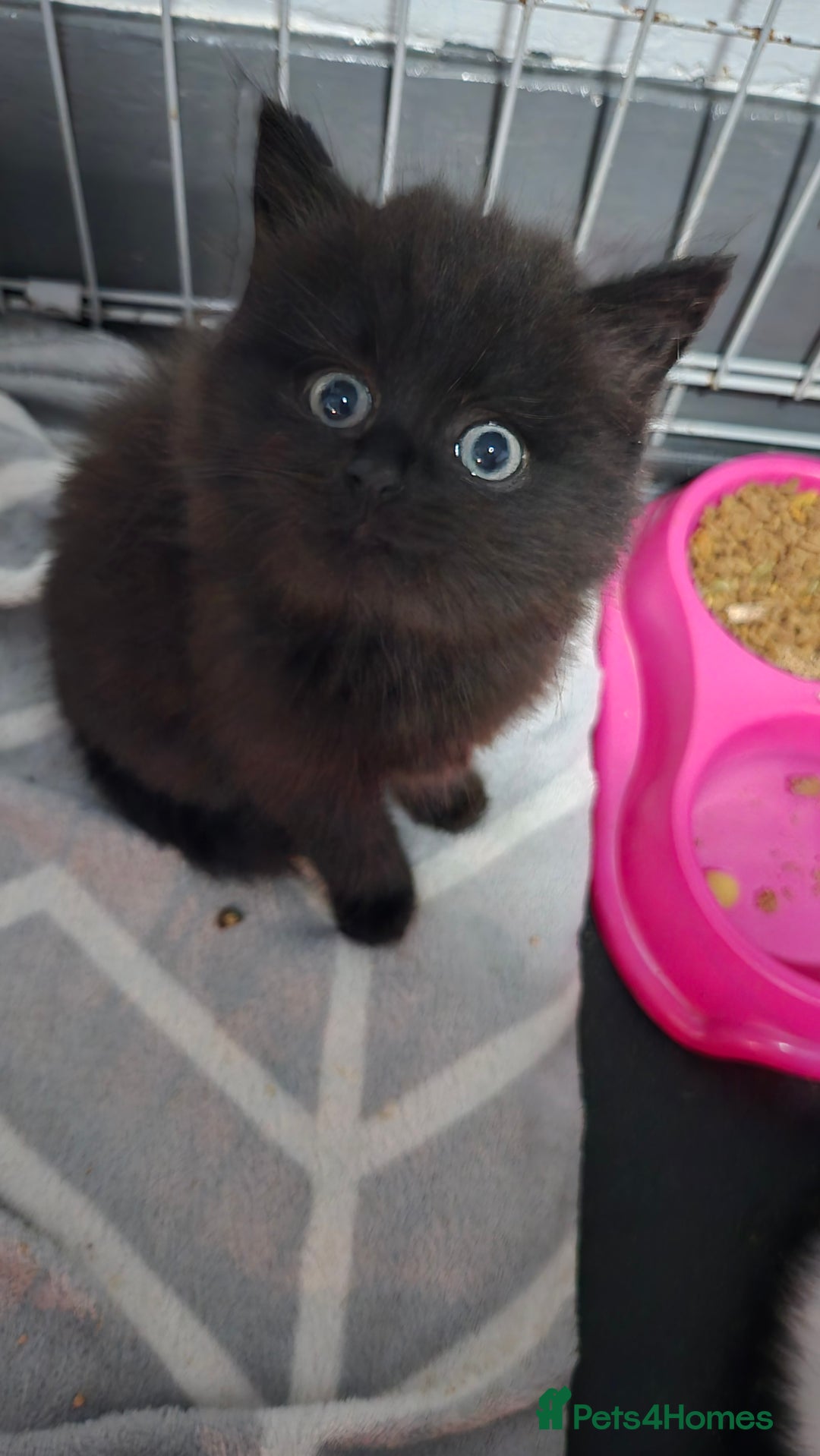Mixed Breed cats for sale: Black fluffy female kitten  - Advert 1