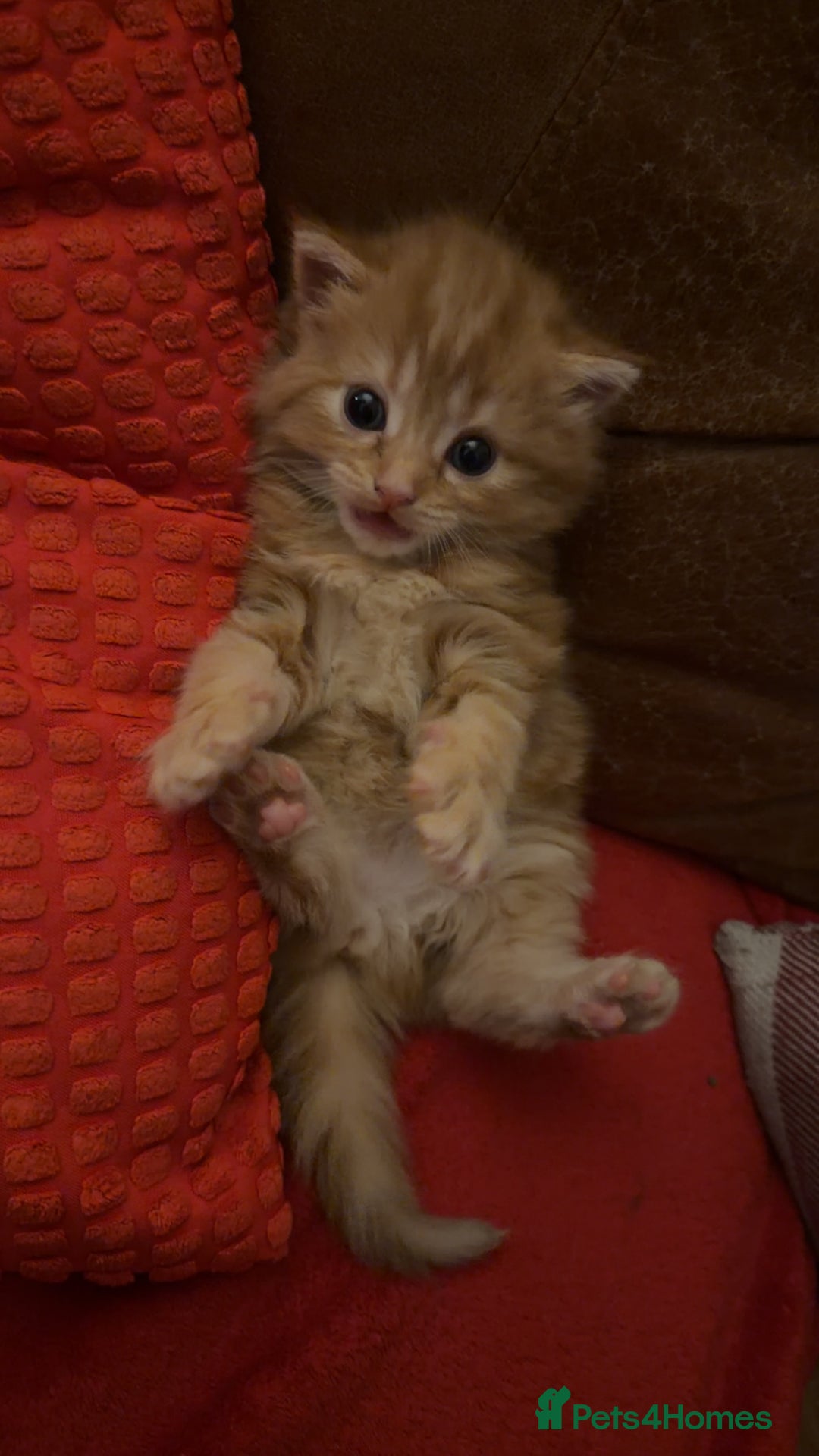 Mixed Breed cats for sale: Ginger male kitten - Advert 2