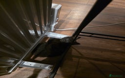 Mixed Breed cats for sale: Kitten for sale  - Image 3