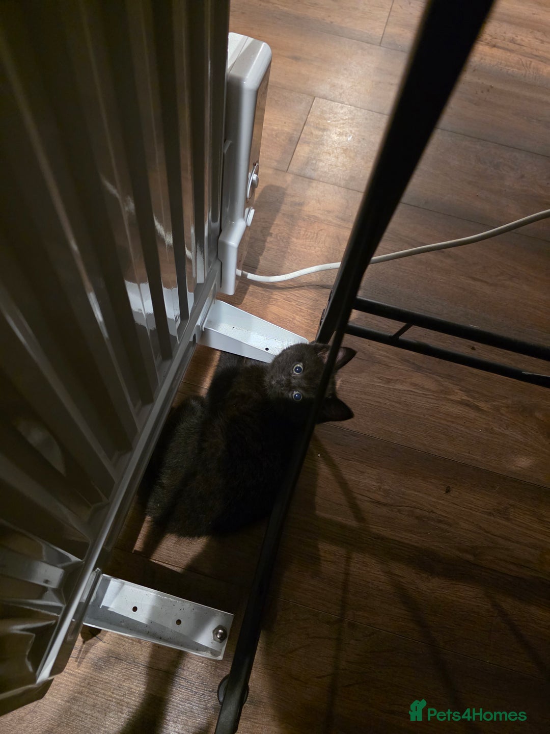 Mixed Breed cats for sale: Kitten for sale  - Image 3