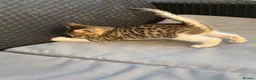 Mixed Breed cats for sale: Mix Bengal  - Advert 6