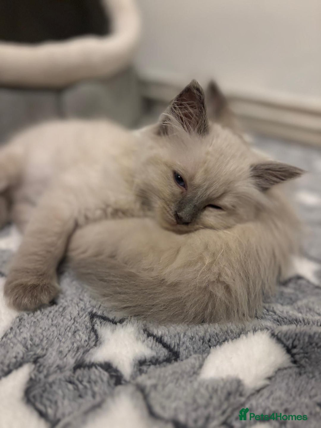Ragdoll cats for sale: Ragdoll male kitten  - Image 7