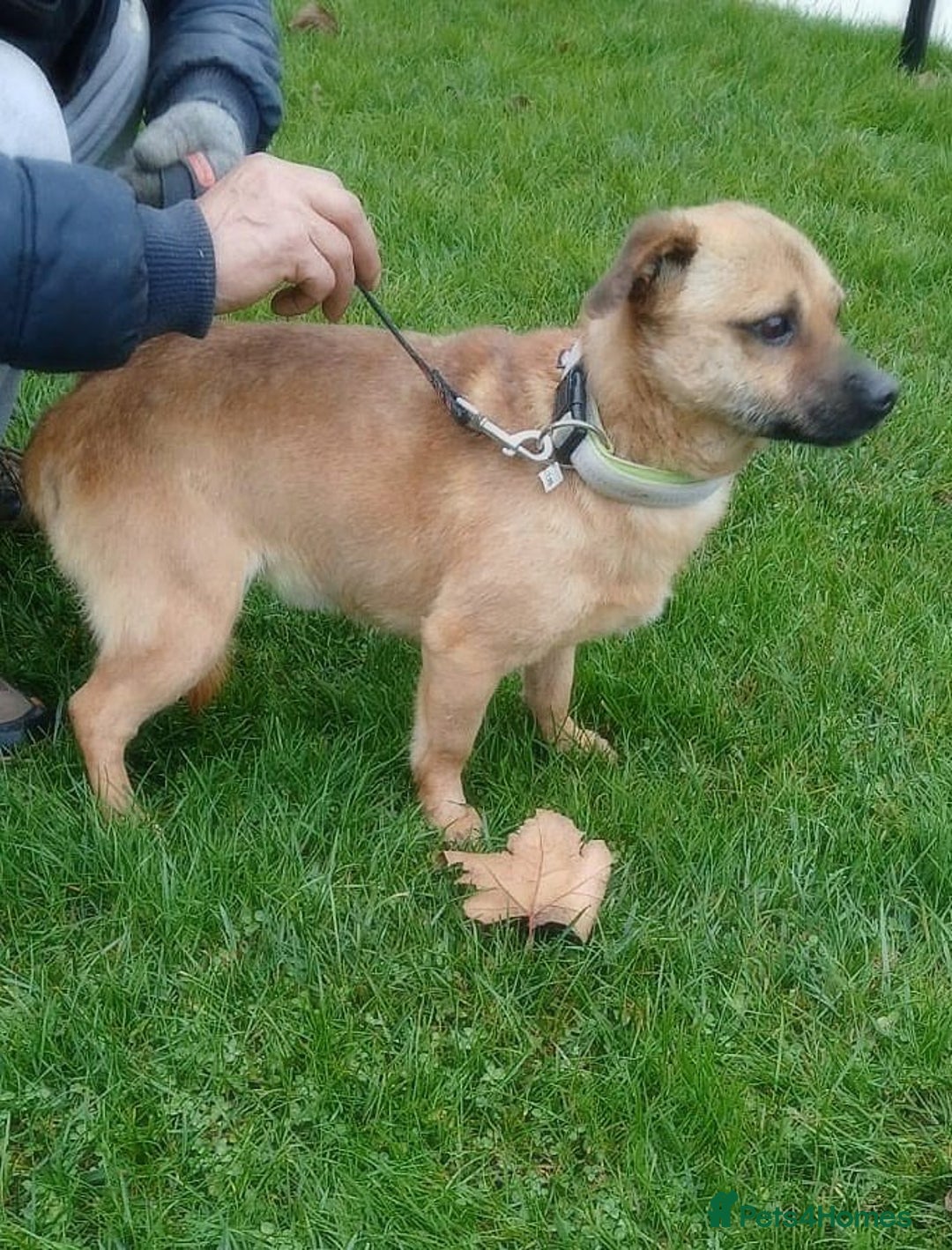 Mixed Breed dogs for adoption: 🐾 Duggie – a tiny boy with a big heart 💛 - Advert 2