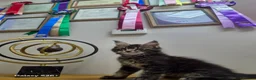 Maine Coon cats for sale: Licensed breeder-maine coon  - Advert 8