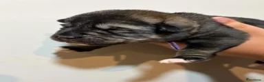 Shepsky 5