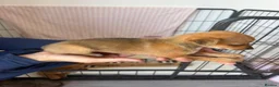 Mixed Breed dogs for sale: Norfolk terrier x Pomeranians - Advert 9