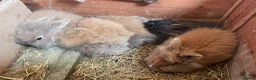Lionhead rabbits for sale: Baby Lion head bunnies for sale - Advert 4