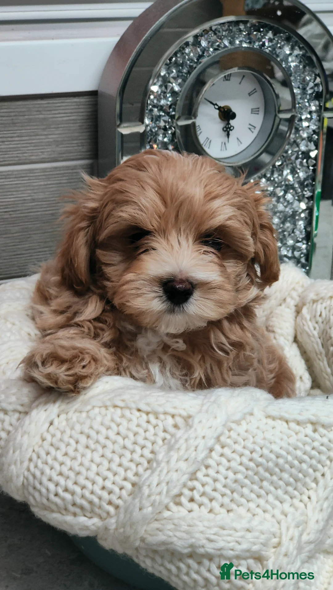 Maltipoo dogs for sale: Exclusive F1 Tiny Asian Maltipoo Puppies  - Advert 7