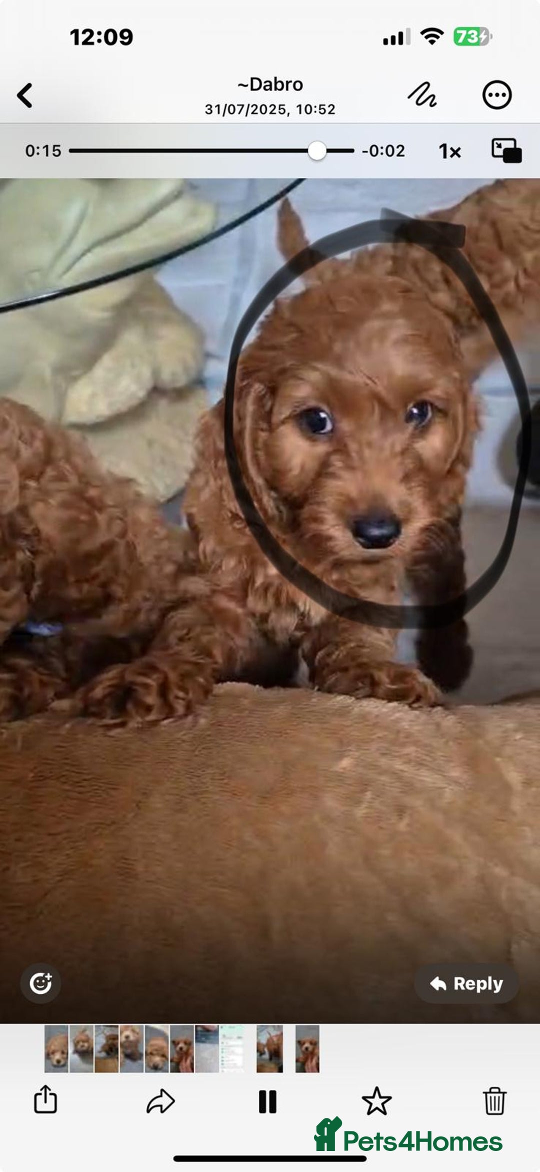 Cockapoo dogs for sale: Gorgeous Cockapoo For Sale - Image 22