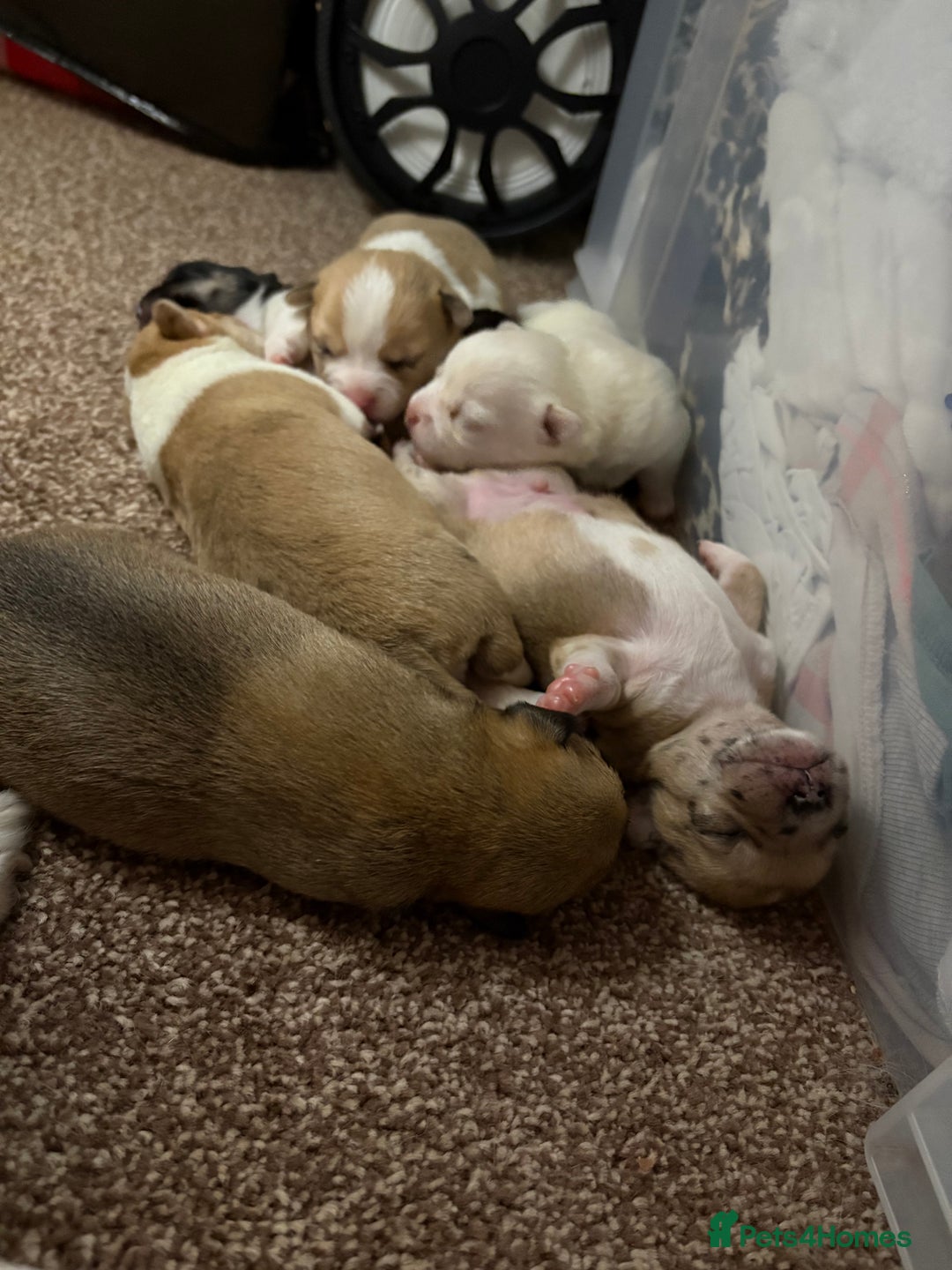 Chihuahua dogs for sale: Puppy’s  - Image 1