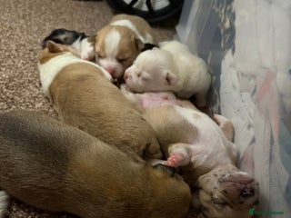 Chihuahua dogs - Advert 13