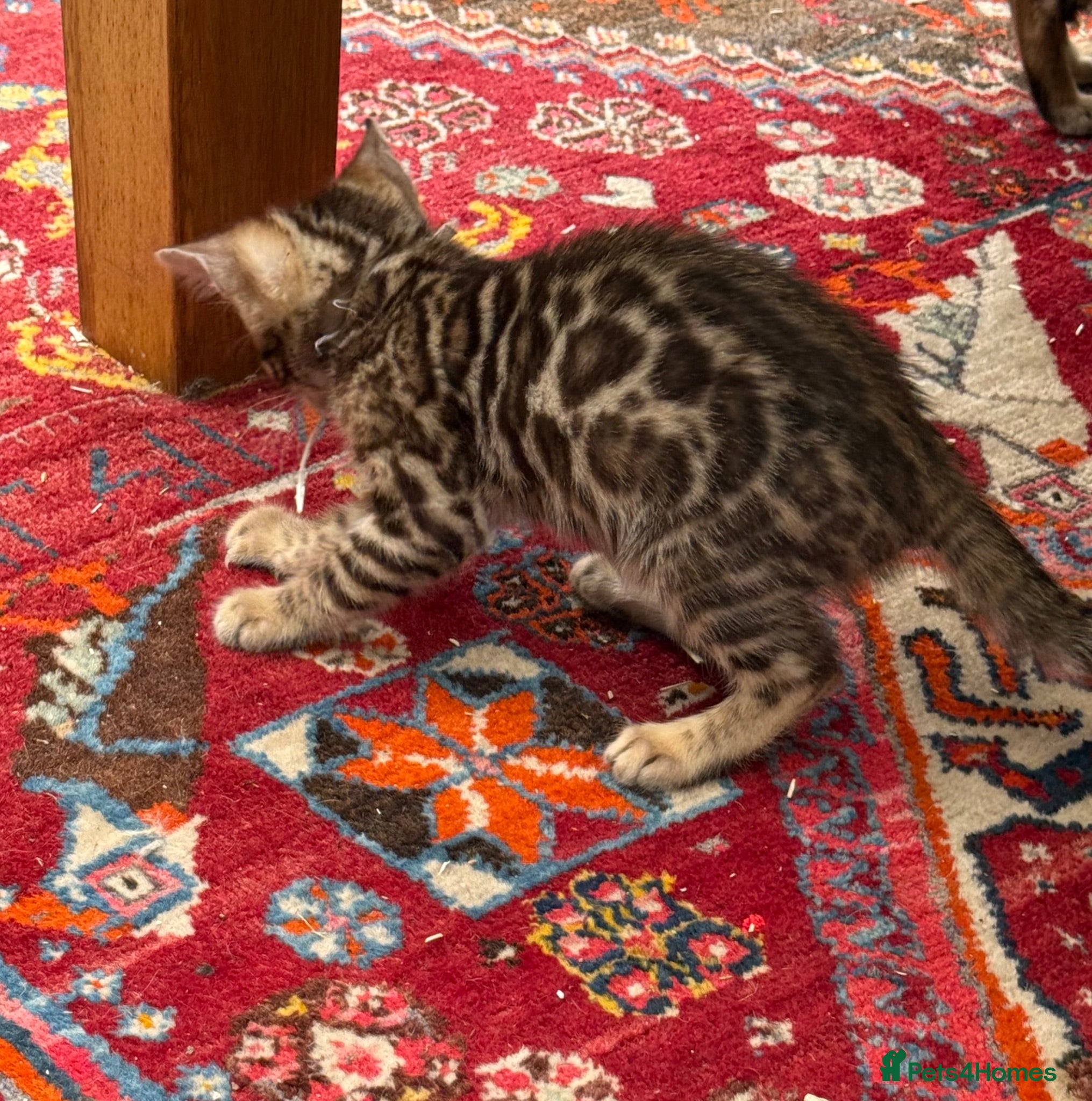Bengal cats Pedigree TICA 💙 Bengal Kittens 🐆 Health Tested - Advert 6