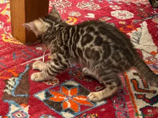 Bengal cats Pedigree TICA 💙 Bengal Kittens 🐆 Health Tested - Advert 6
