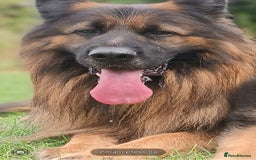 German Shepherd dogs for stud: Best blood stud - Image 5