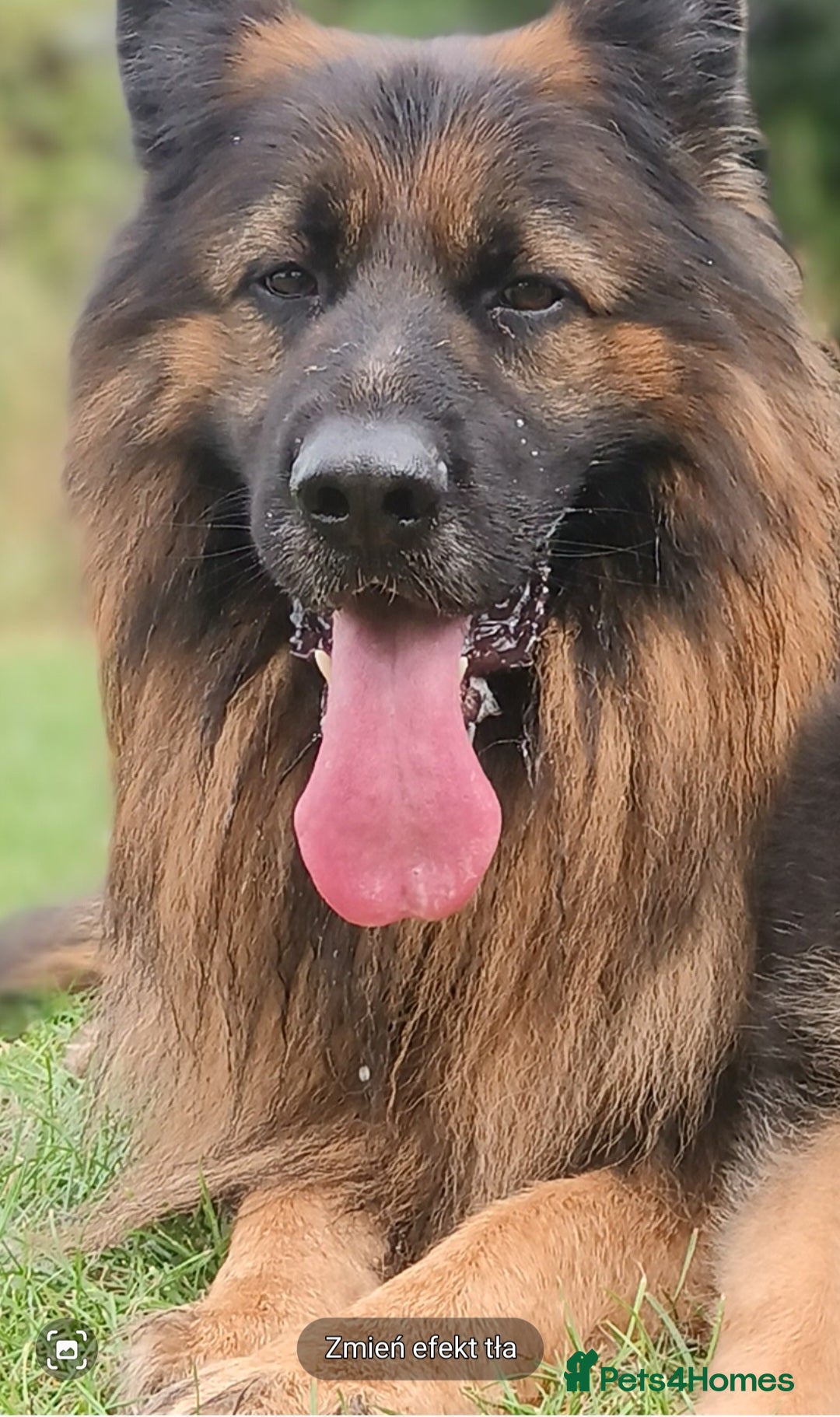 German Shepherd dogs for stud: Best blood stud - Image 5