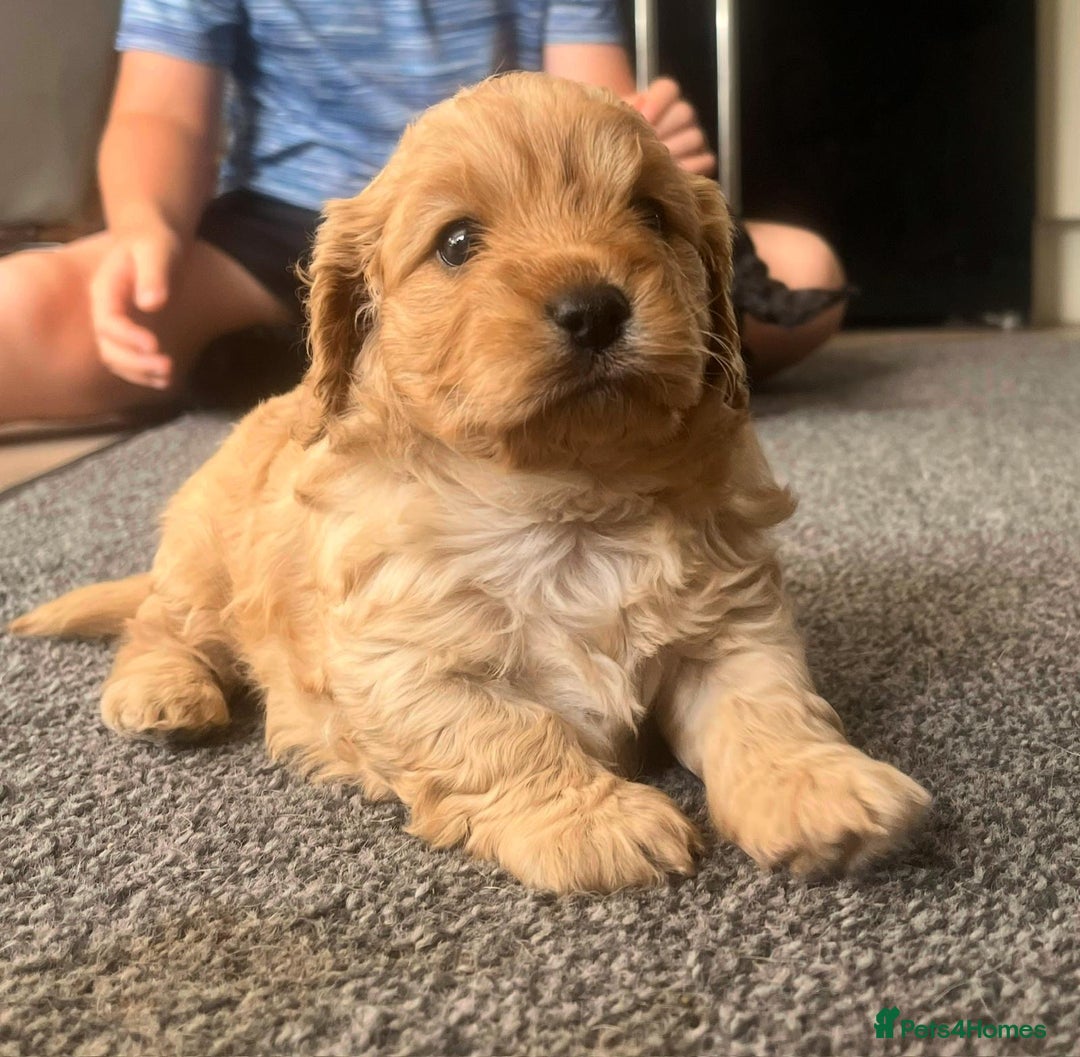 Cavapoo dogs for sale: Gorgeous F1 cavapoo pups (1 remaining) - Image 1