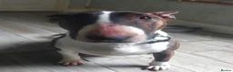 English Bull Terrier dogs for sale: Last remaining male Bull Terrier - Advert 9
