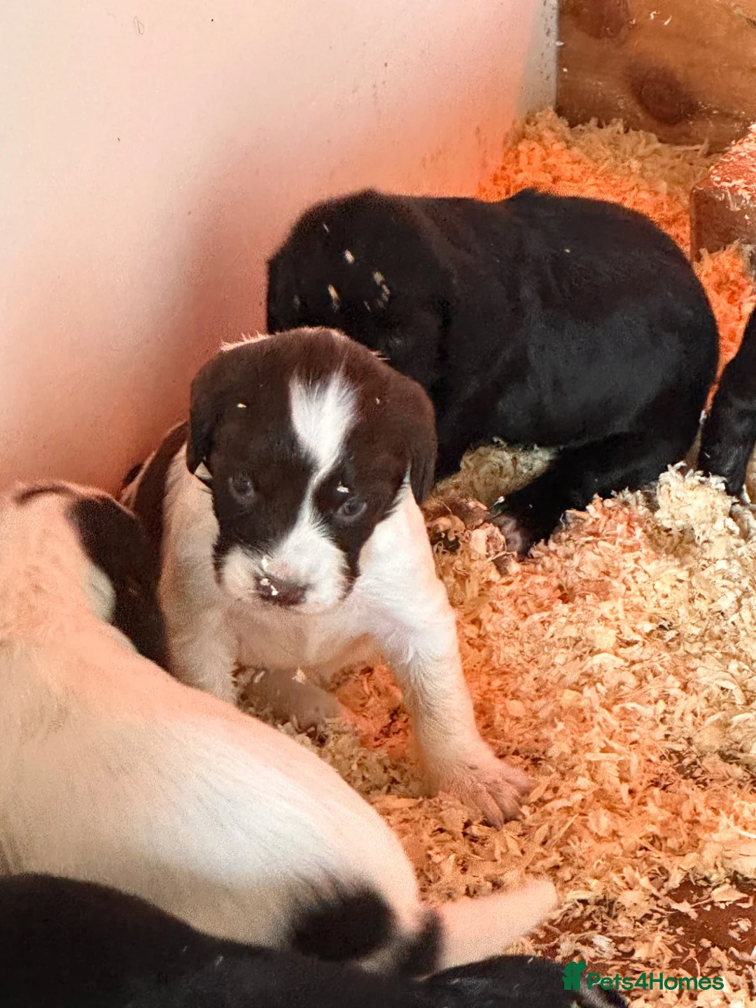 Mixed Breed dogs for sale: sprockets  - Advert 1