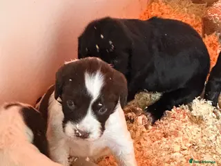 Mixed Breed dogs sprockets - Advert 10