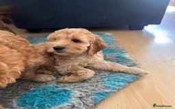 Irish Doodle dogs for sale: READY NOW! Miniature F1 Irish Doodles - Image 36