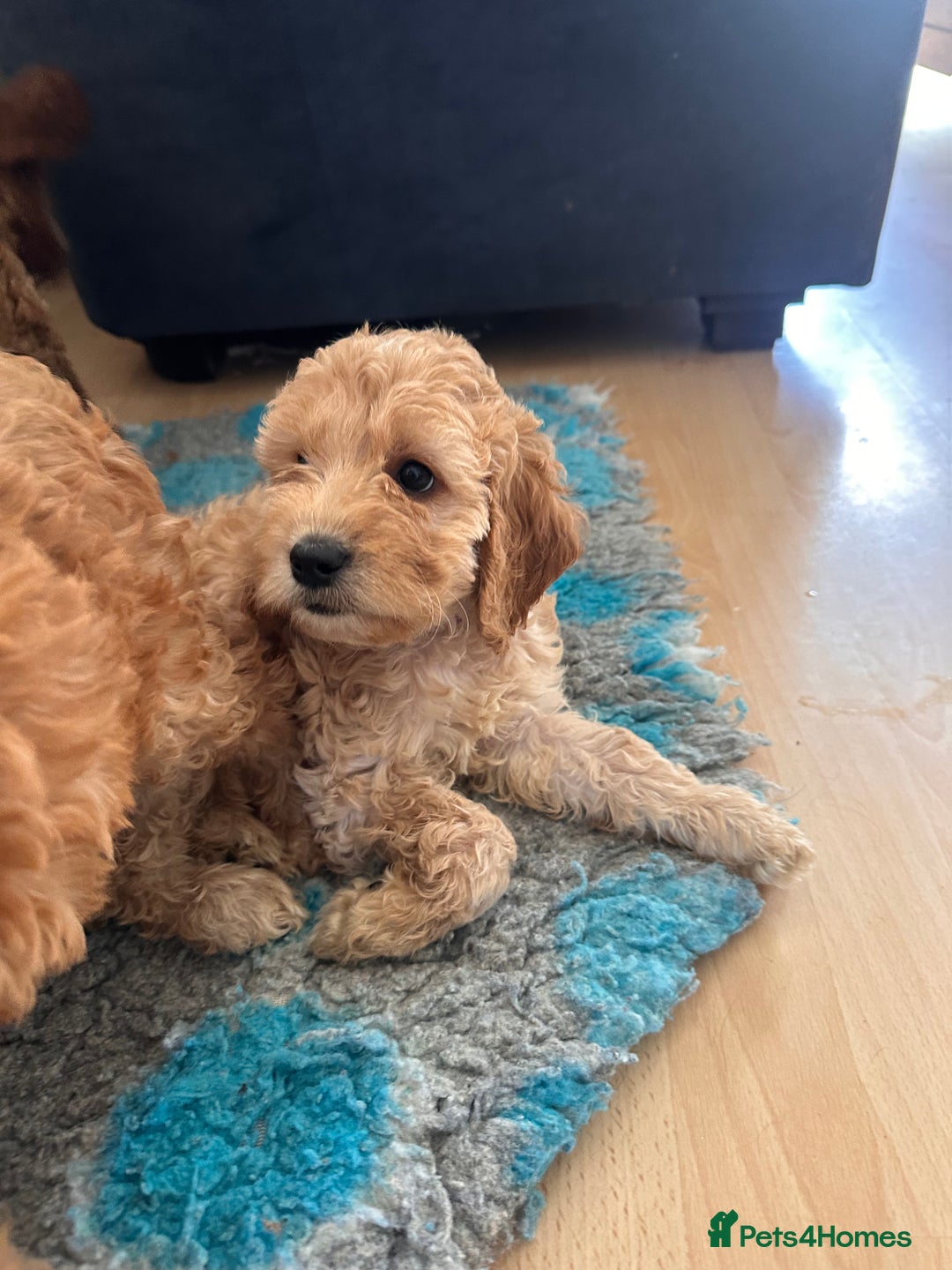 Irish Doodle dogs for sale: READY NOW! Miniature F1 Irish Doodles - Image 36