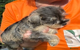 Miniature Schnauzer dogs for sale: Happy healthy miniature Schauzer puppies - Image 39