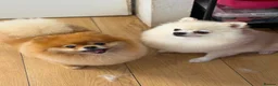 Pomeranian dogs for sale: Gorgeous Pomeranian boy puppy  - Advert 4