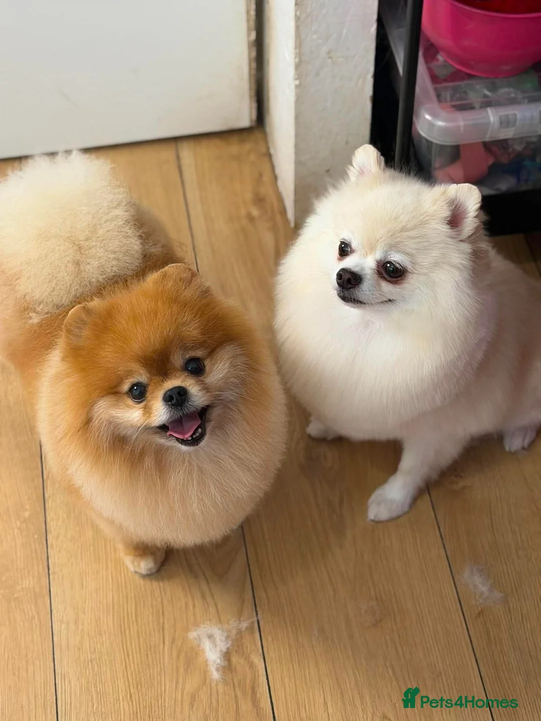 Pomeranian dogs for sale: Gorgeous Pomeranian boy puppy  - Advert 4