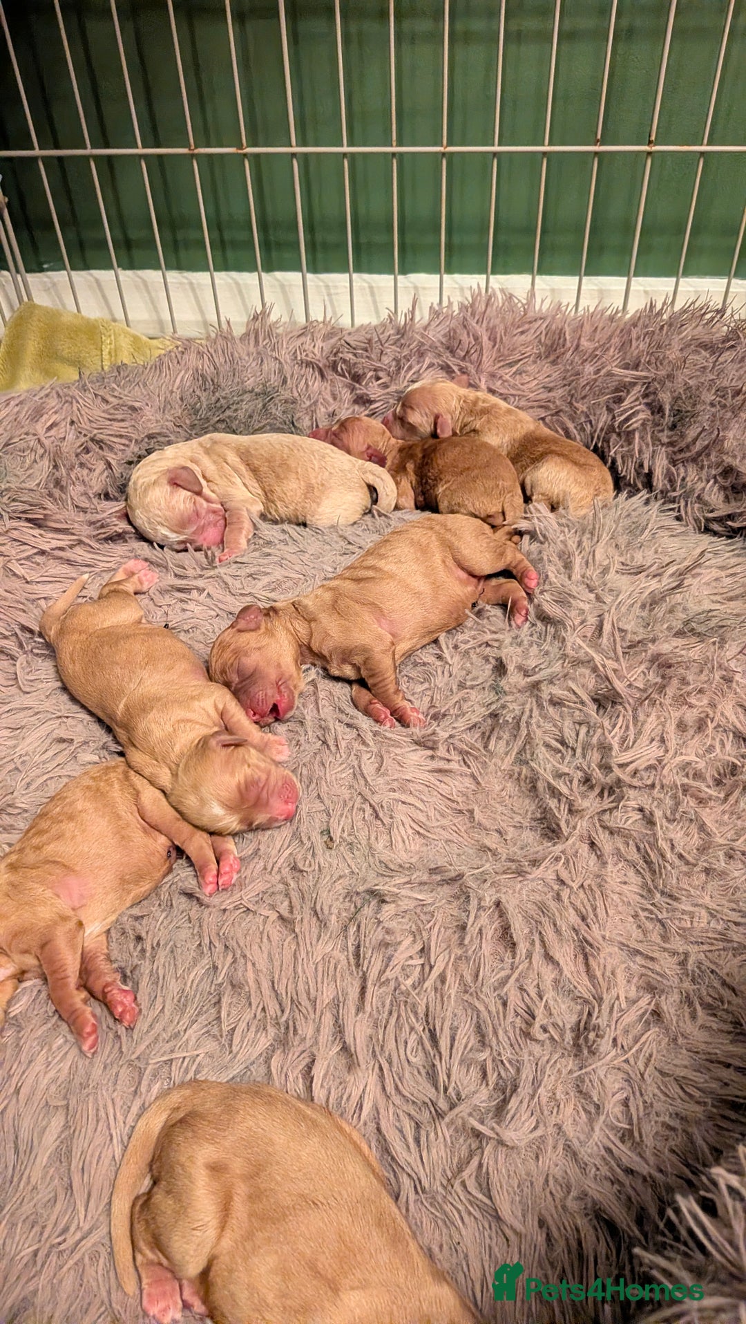 Cockapoo dogs for sale: Stunning cockapoos  - Advert 3