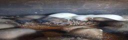 Ferret rodents for sale: Ferrets in Calne - Advert 1