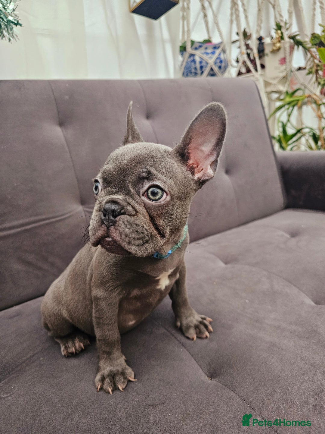 French Bulldog dogs for sale: French bulldog puppies  - Advert 14