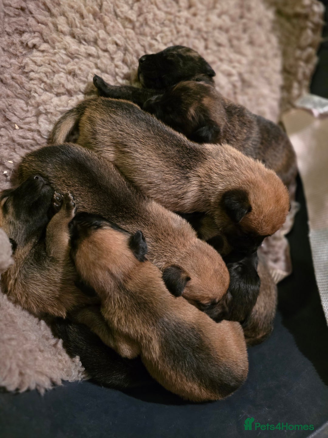 Belgian Shepherd Dog dogs for sale: Dutch Herder Puppies - Advert 14