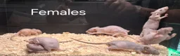 Rat rodents for sale: Baby Dumbo Rat's available, Males & Females  - Advert 10