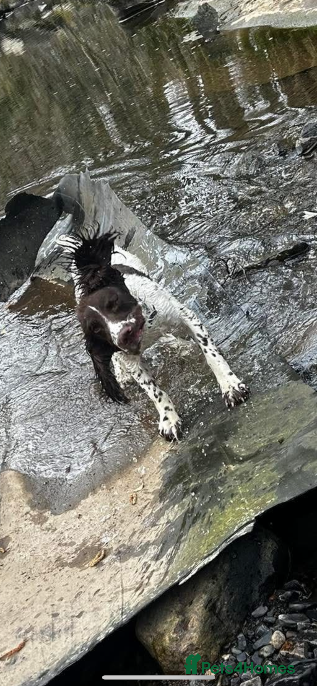 Sprocker dogs for sale: ONE BLACK BOY LEFT❤️‍🩹 - Advert 29