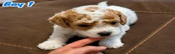 Mixed Breed dogs for sale: Adorable Bichon × Cockapoo Puppies - Only 3 Left! - Advert 8