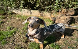 Miniature Dachshund dogs for sale: Male Miniature Dachshund 9 months old  - Image 7
