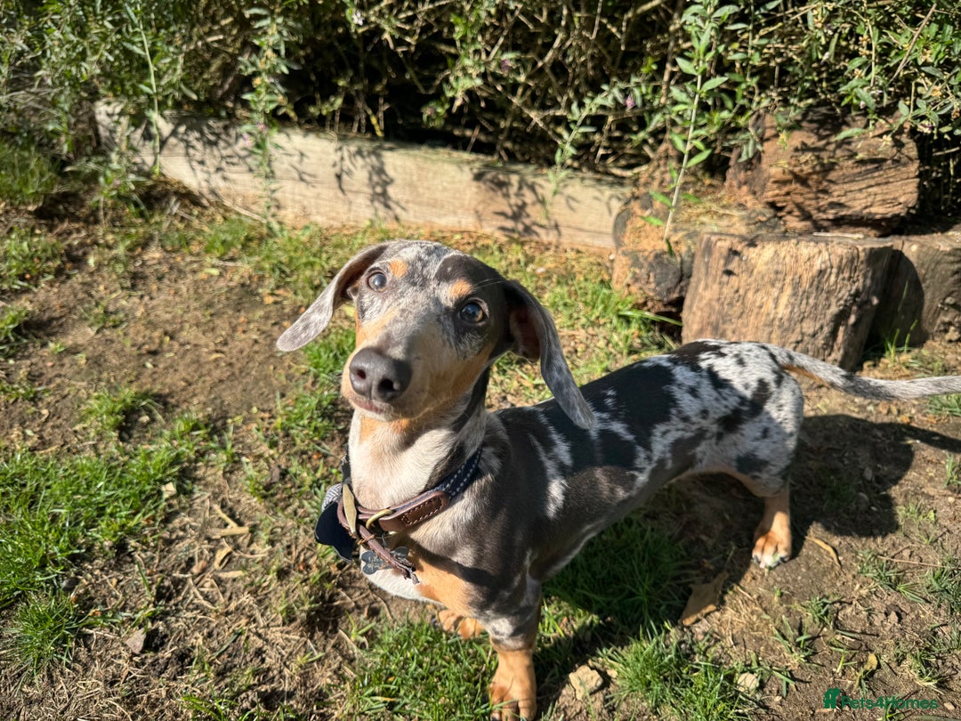 Miniature Dachshund dogs for sale: Male Miniature Dachshund 9 months old  - Image 7