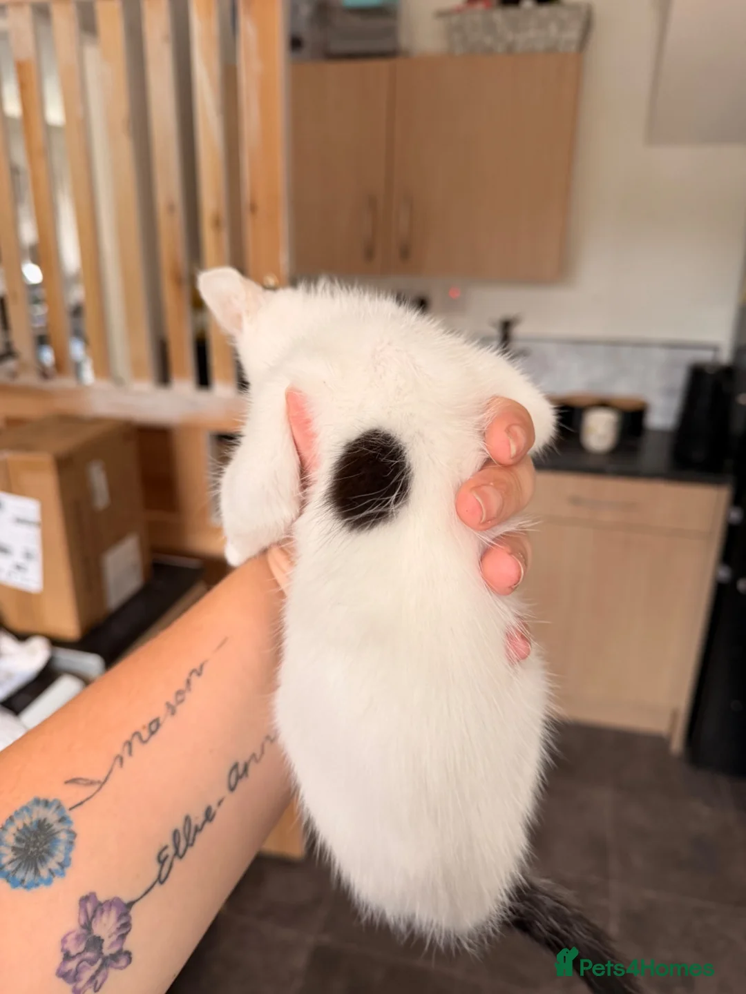 Domestic Shorthair cats for sale: 9 week old Female Kitten  in Stoke-on-Trent - Advert 4