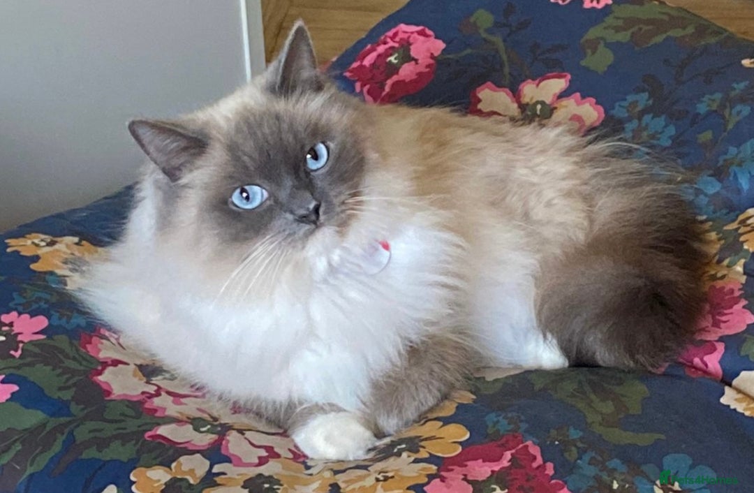 Ragdoll cats for sale: Beautiful Fluffy Ragdoll Cross Kittens For Sale - Image 15