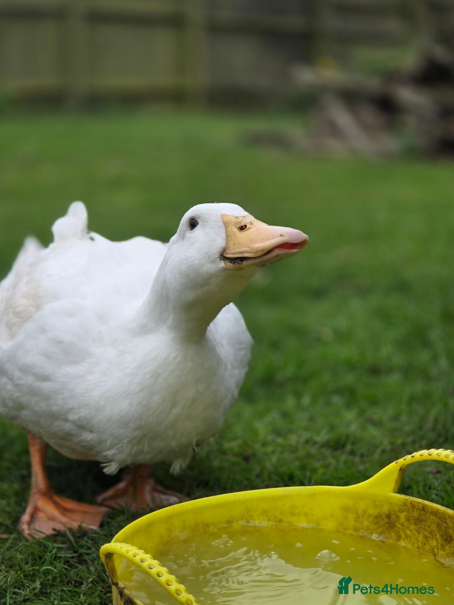 Ducks poultry Day old Ducklings - Advert 4