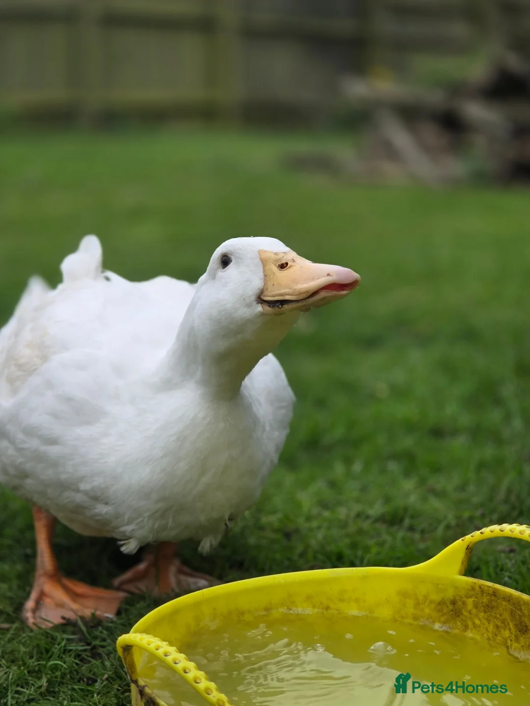 Ducks poultry for sale: Day old Ducklings in Maldon - Advert 1