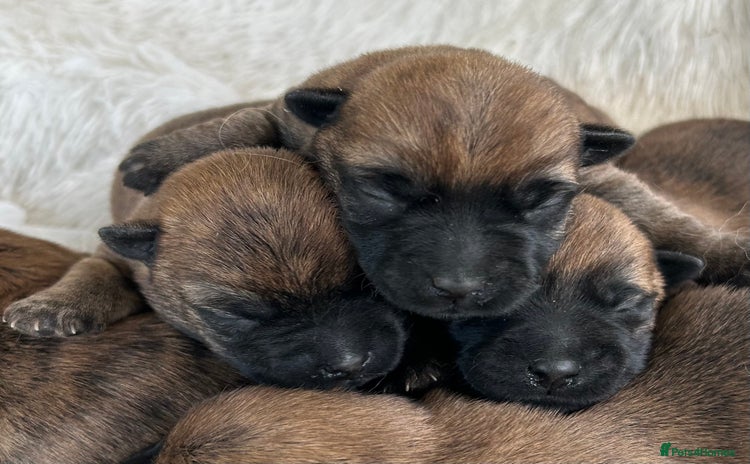 Cairn Terrier dogs - Advert 1