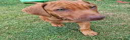 Rhodesian Ridgeback dogs for sale: KC reg,Excellent Ridges,Health checked/Elb/Hip/JME - Advert 7
