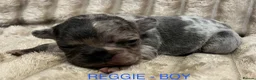 French Bulldog dogs for sale: 3 Beautiful french bulldog puppies  - Advert 3