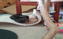 British Shorthair cats for sale: Cute playful smart kittens ready for new homes - Image 22