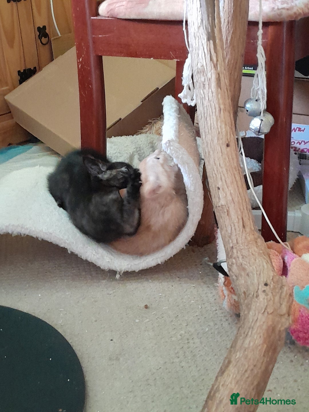 British Shorthair cats for sale: Cute playful smart kittens ready for new homes - Image 22