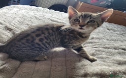 Bengal cats for sale: 3 black and 3 bengal kittens (1 male) - Image 12
