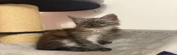 Maine Coon cats for sale: Male Maine coon kitten  - Advert 4